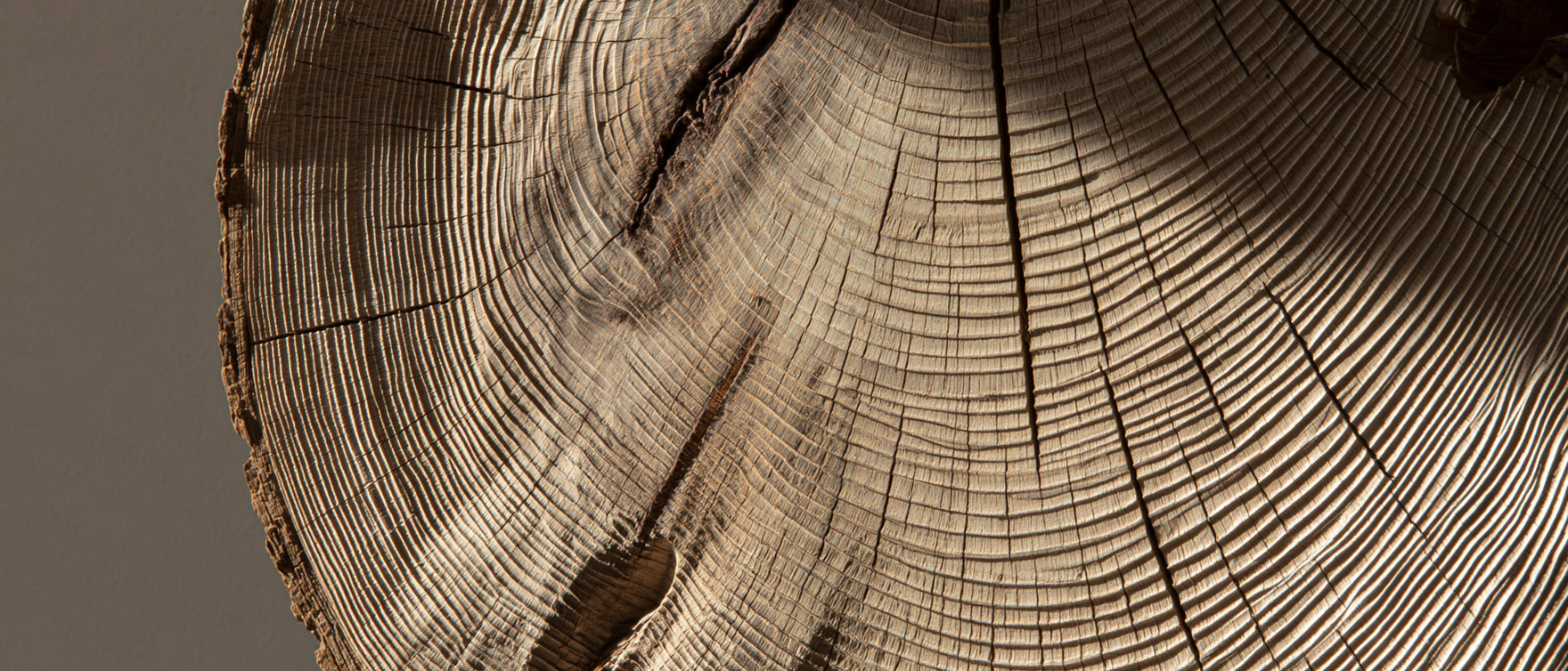 Macro view of a cut tree trunk, dense growth rings radiating out to a rough bark edge.